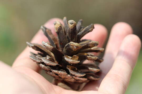 Image of Chihuahua Pine