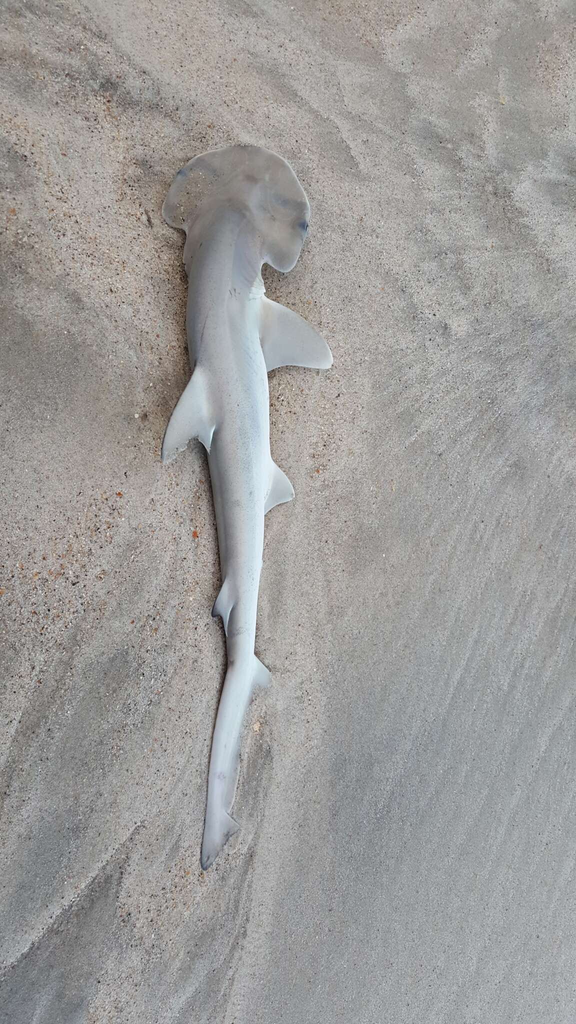 Image of Bonnethead Shark