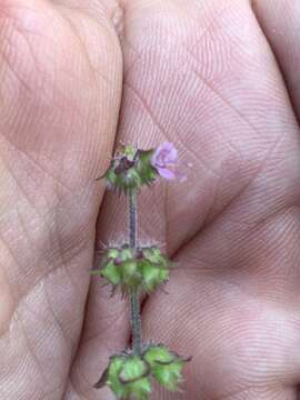 Image de Ocimum americanum L.