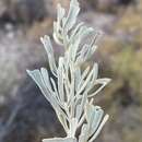 Sivun Artemisia tridentata subsp. parishii (A. Gray) H. M. Hall & Clem. kuva