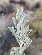 صورة Artemisia tridentata subsp. parishii (A. Gray) H. M. Hall & Clem.