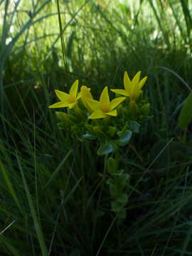 Sivun Sebaea natalensis (Schinz) Schinz kuva