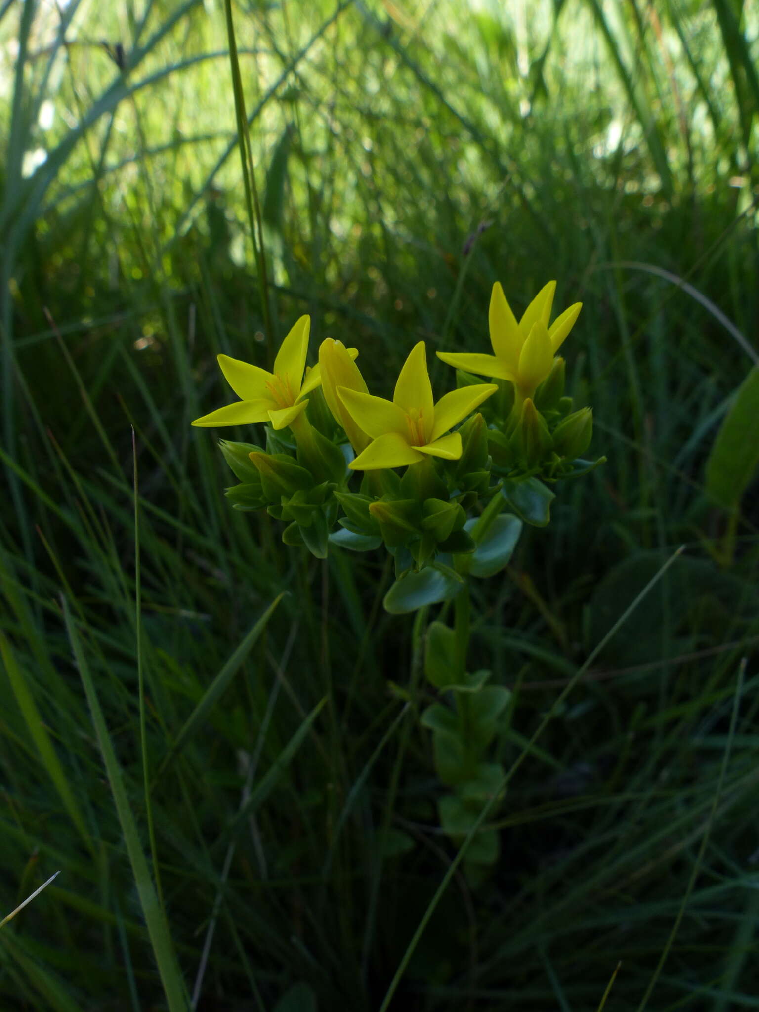 Image of Sebaea natalensis (Schinz) Schinz