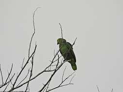 Image of Amazona autumnalis autumnalis (Linnaeus 1758)