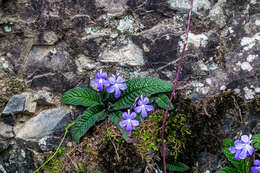 Streptocarpus johannis L. L. Britten resmi