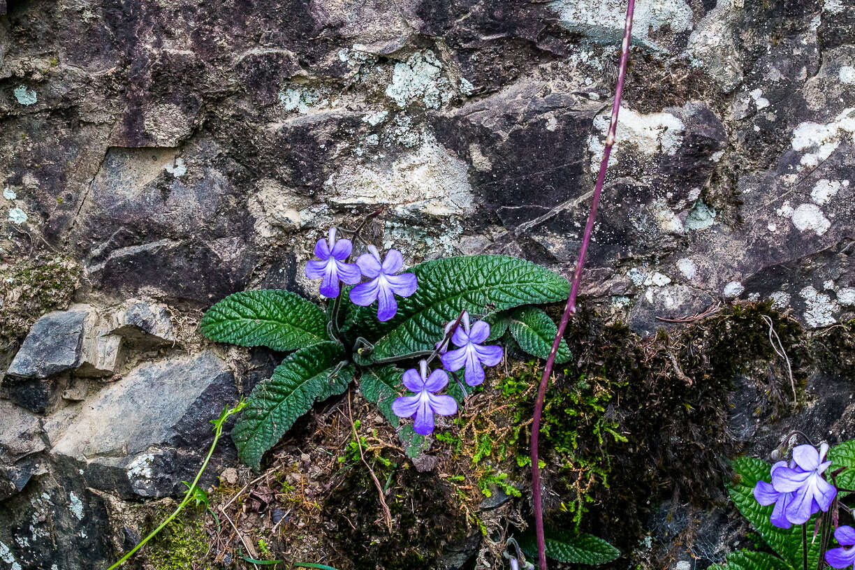 Streptocarpus johannis L. L. Britten resmi