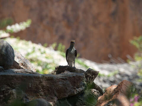 Image of Cinnyricinclus Lesson & R 1840