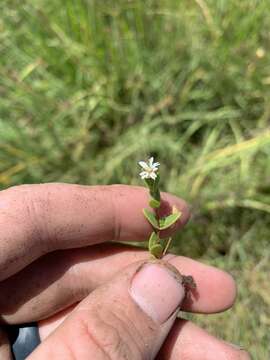 Imagem de Stellaria humifusa Rottb.