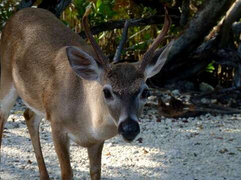 Image of Key deer