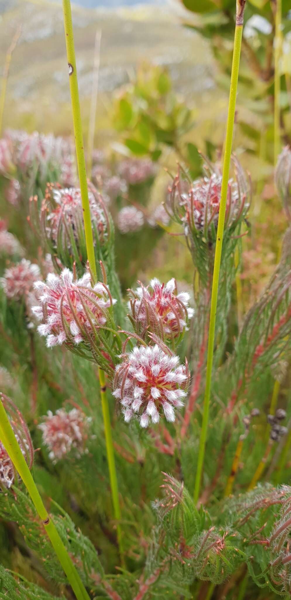 Image of Spatalla setacea (R. Br.) Rourke