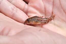 Imagem de Corydoras flaveolus Ihering 1911