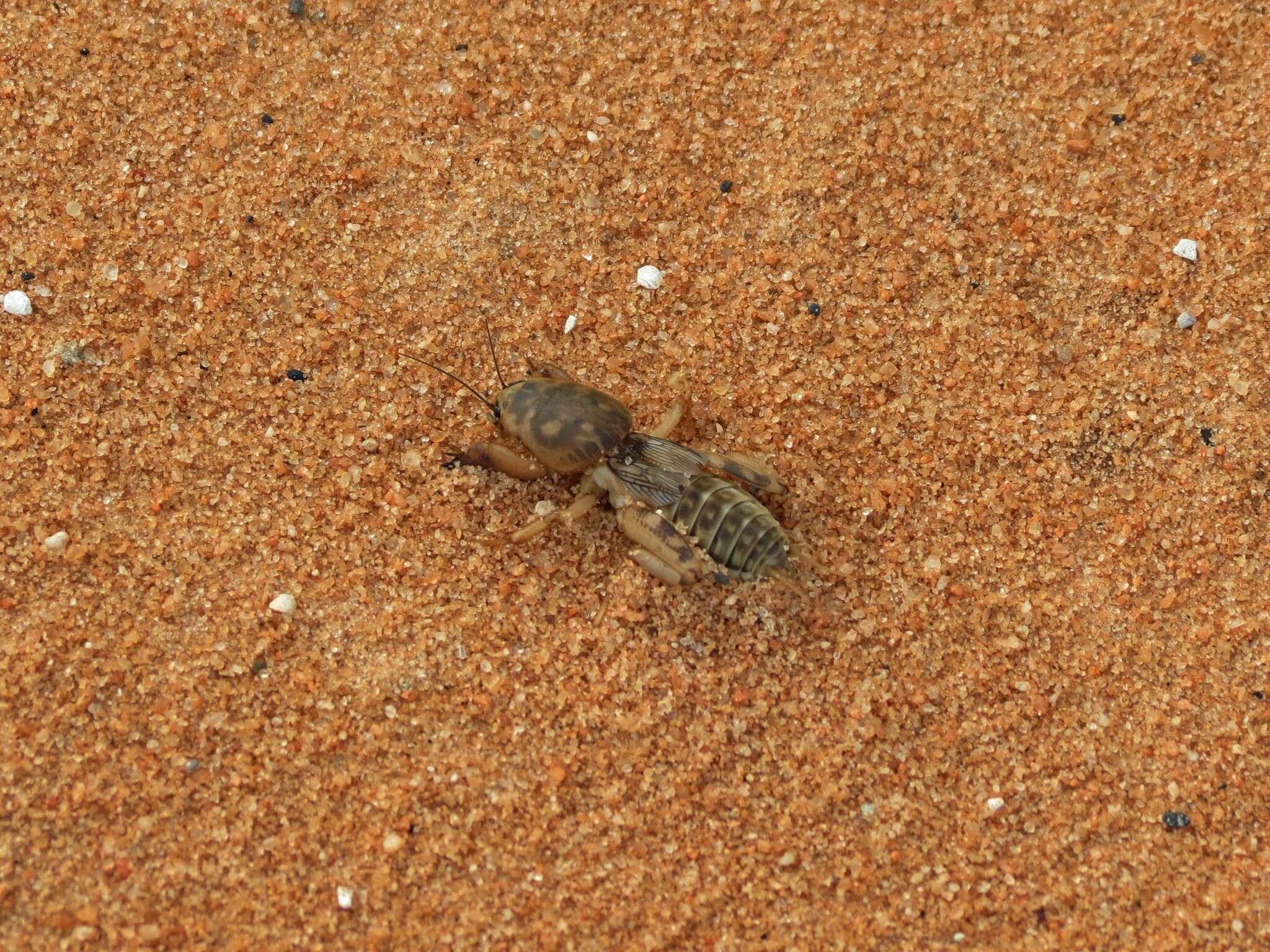 Image of Shortwinged mole cricket