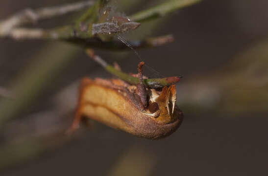 Image of Wingia aurata Walker 1864