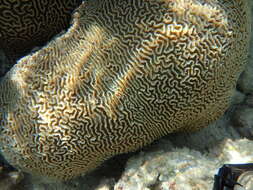 Image of Lesser valley coral