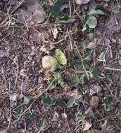 Image of Hedgehog cucumber