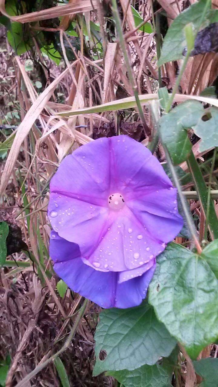 Image of Ololiuqui or Mexican Morning Glory