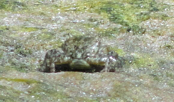 Image of mottled shore crab