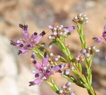 Image of Erica rosacea subsp. rosacea