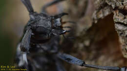 Image of Citrus long-horned beetle