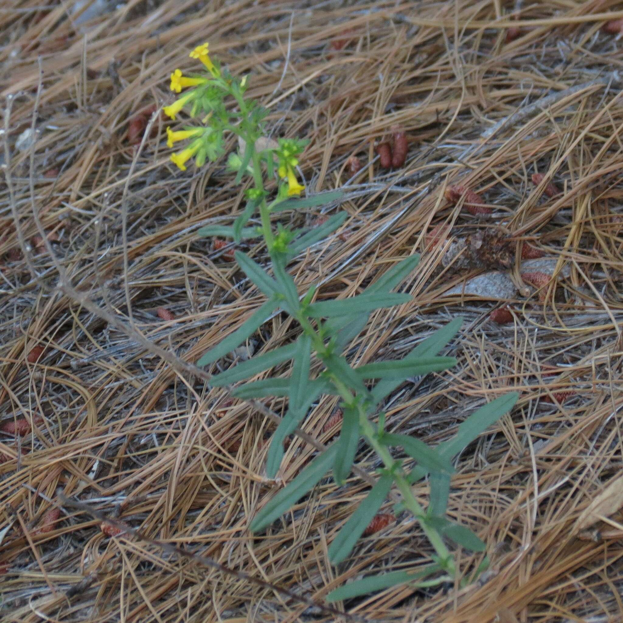 صورة Lithospermum multiflorum S. Wats.