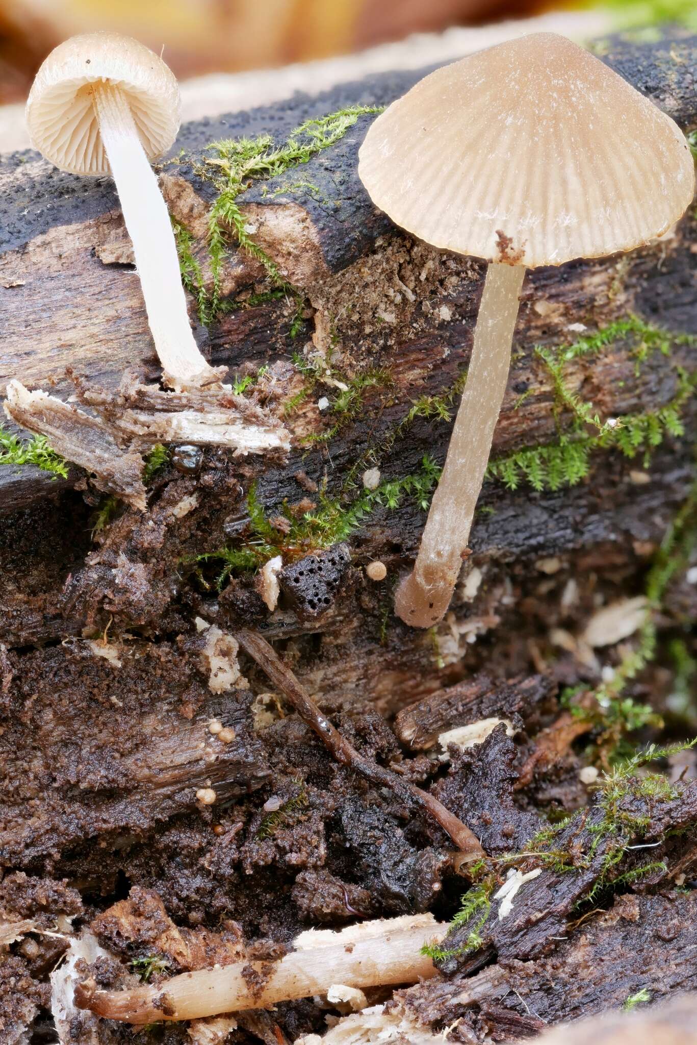 Imagem de Psathyrella psammophila A. H. Sm. 1972