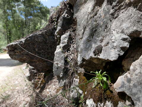 صورة Anarrhinum laxiflorum Boiss.