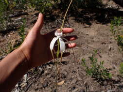 Image of Caladenia splendens Hopper & A. P. Br.