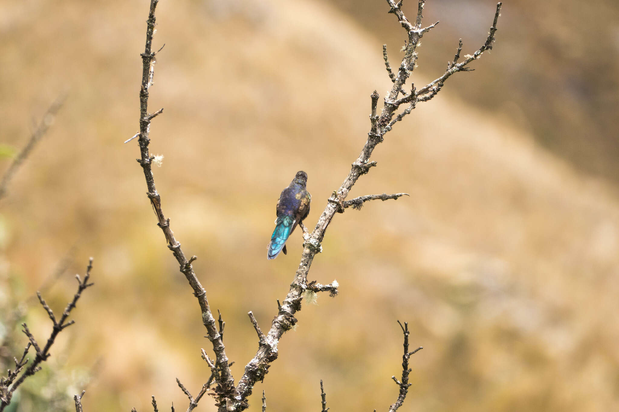 Image of Blue-mantled Thornbill