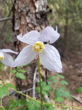 Image of rock clematis