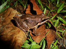 Image of Leptodactylus notoaktites Heyer 1978