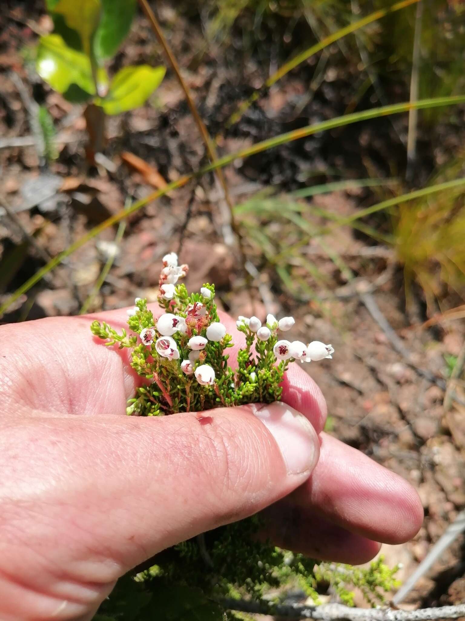 Image of Erica pubescens L.