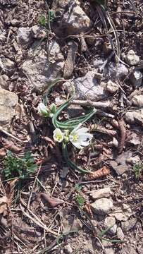 Image of Ornithogalum fimbriatum Willd.