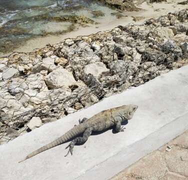 Image of Ctenosaura similis similis (Gray 1831)