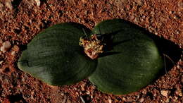 Image of Common Hedgehog Lily