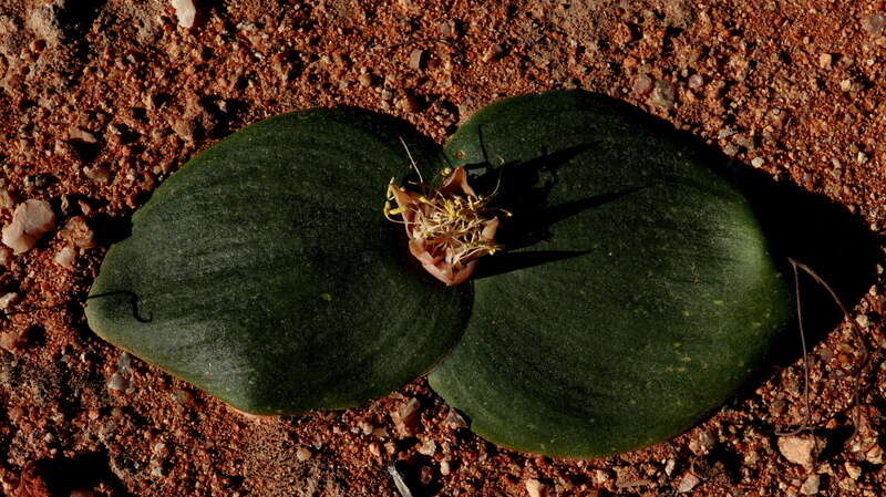 Image of Common Hedgehog Lily