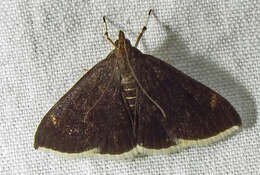 Image of White-fringed Pyrausta Moth