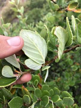 Image of Catalina Island mountain mahogany