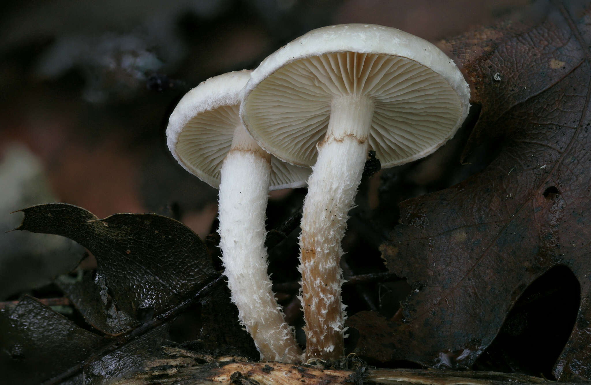 Image of Pholiota decorata (Murrill) A. H. Sm. & Hesler 1968