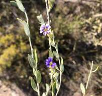 Image of Dampiera lanceolata A. Cunn. ex DC.