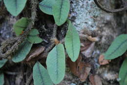 Image of Microgramma vaccinifolia (Langsd. & Fisch.) Copel.