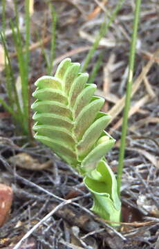 Image of Lapeirousia pyramidalis subsp. pyramidalis