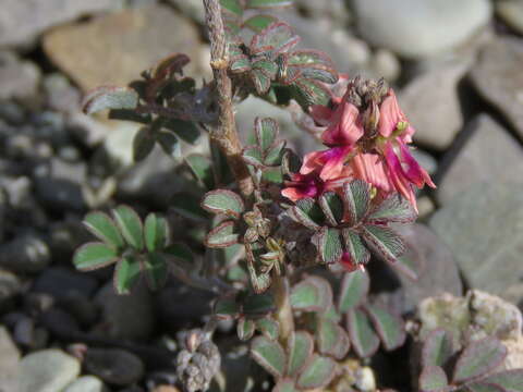 Plancia ëd Indigofera alternans DC.