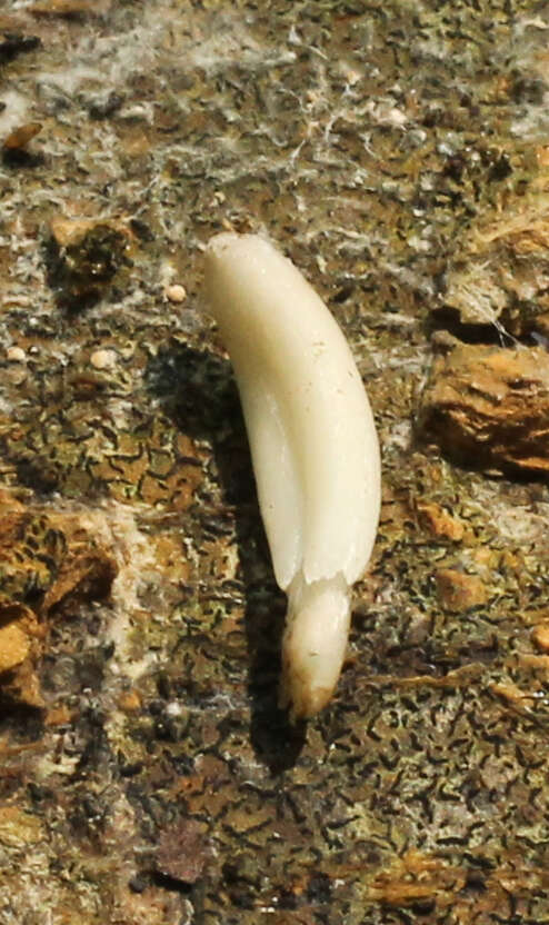 Image of Coprinopsis clastophylla (Maniotis) Redhead, Vilgalys & Moncalvo 2001