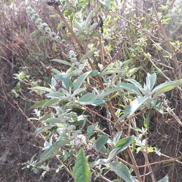 صورة Buddleja sessiliflora Kunth