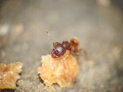 Image of Pheidole longiceps doddi Forel 1910