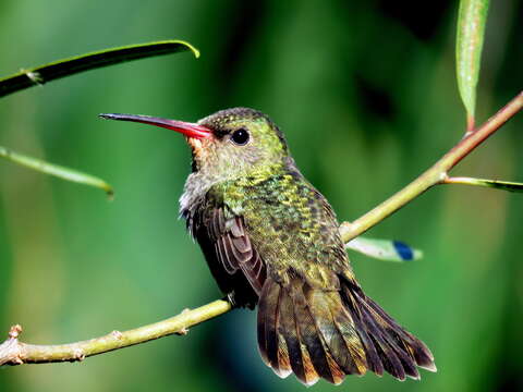 Image of Gilded Hummingbird