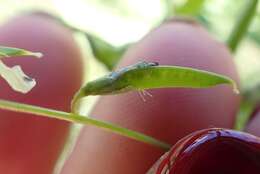 Слика од Vicia ludoviciana subsp. ludoviciana