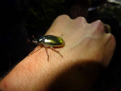 Imagem de Chrysina strasseni (Ohaus 1924)