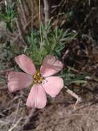 Image of Turnera sidoides subsp. pinnatifida (Juss. ex Poir.) M. M. Arbo