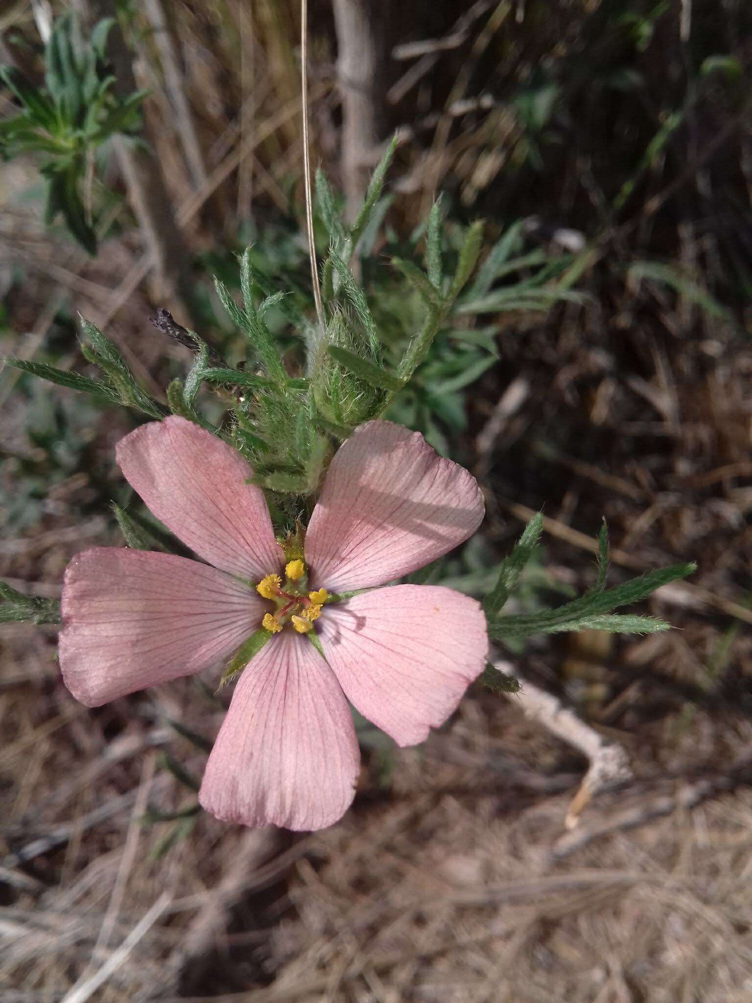 Image of Turnera sidoides subsp. pinnatifida (Juss. ex Poir.) M. M. Arbo